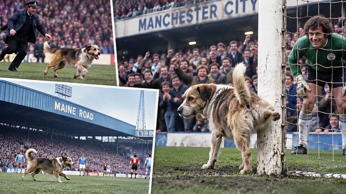 Stray dogs on the pitch at Manchester City — Fans demanded to sign them up